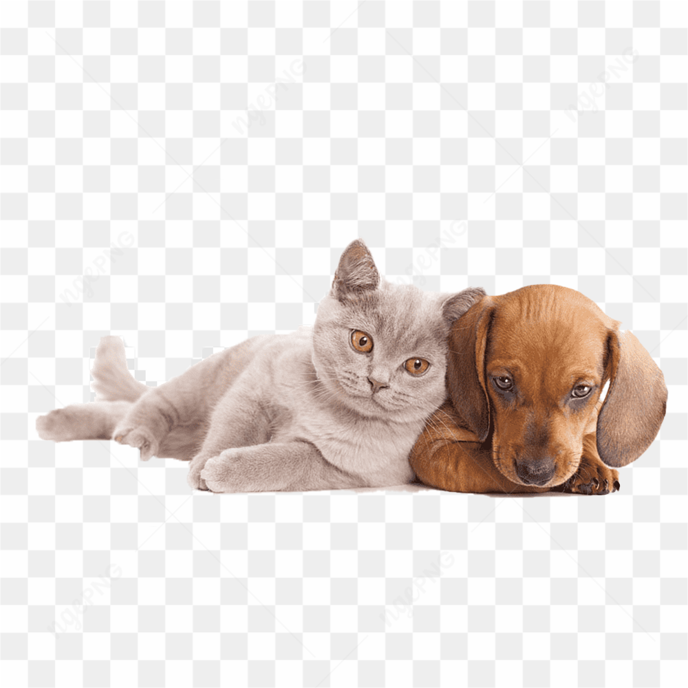 Cat and dog together