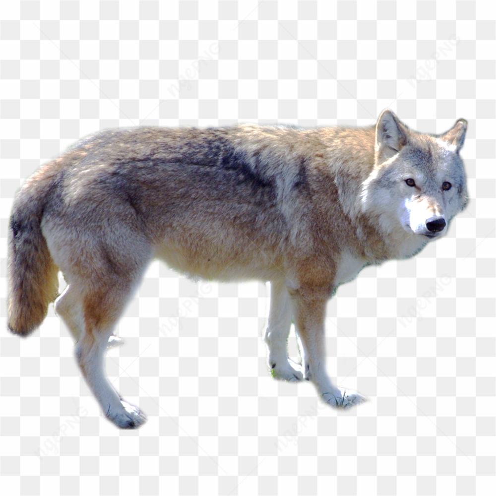 Wolf picture png