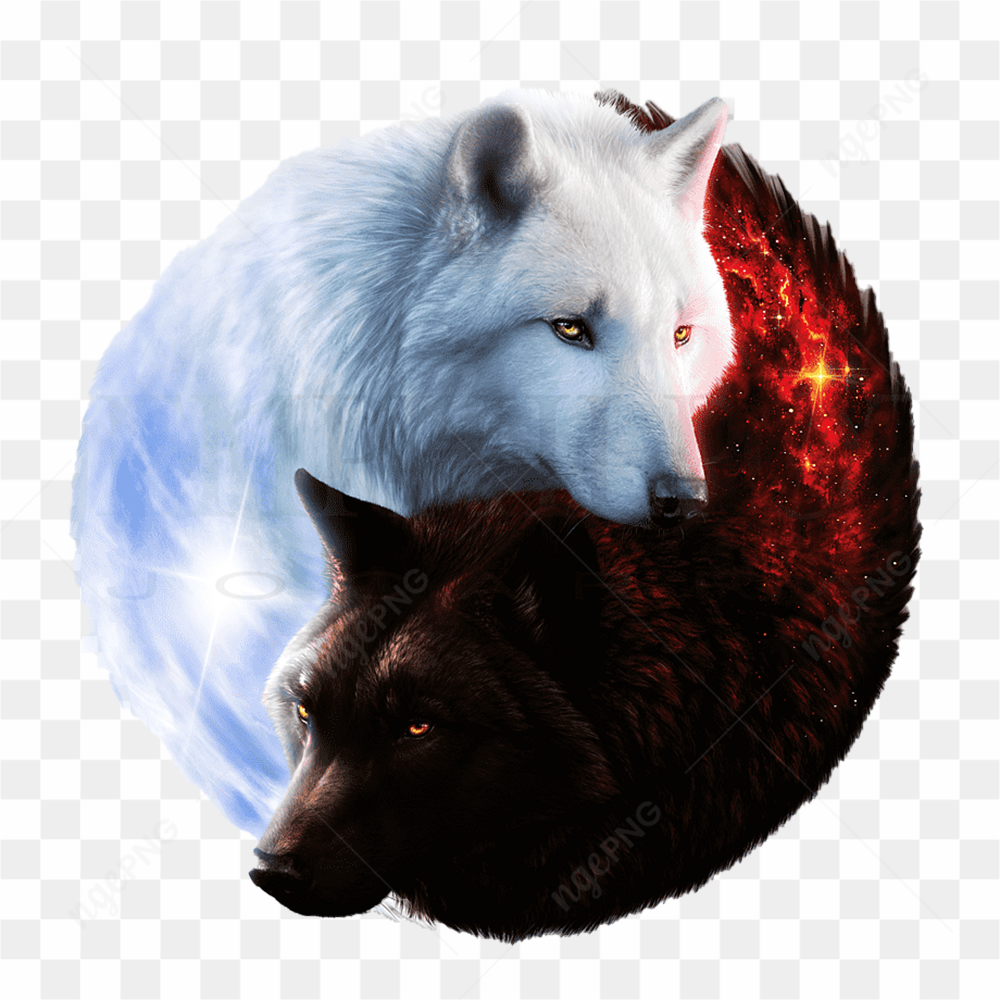 Black and white wolf