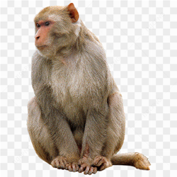 Image d\'un singe