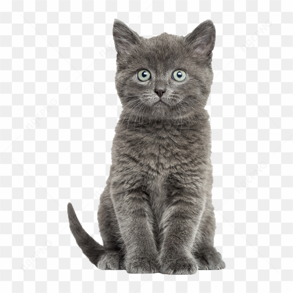 Image d\'un chat