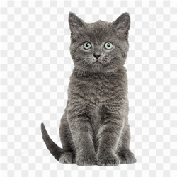 Image d\'un chat