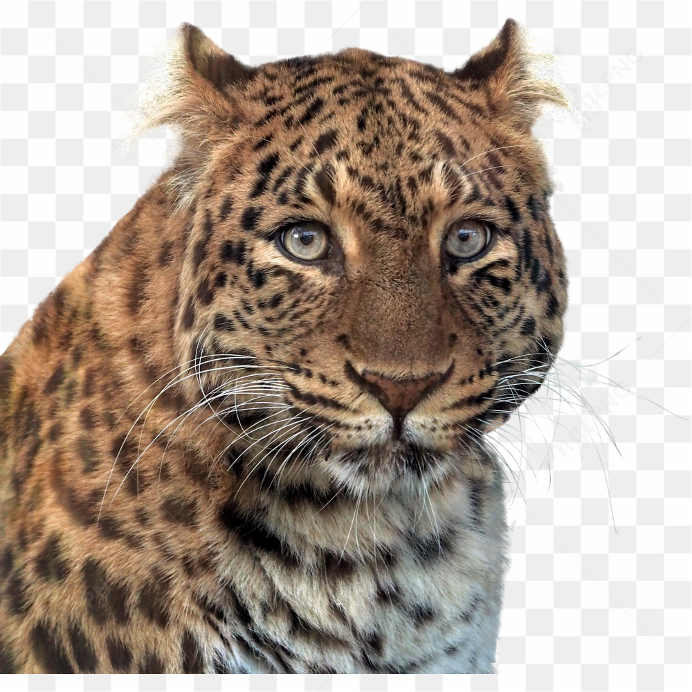 Tiger tiger pic