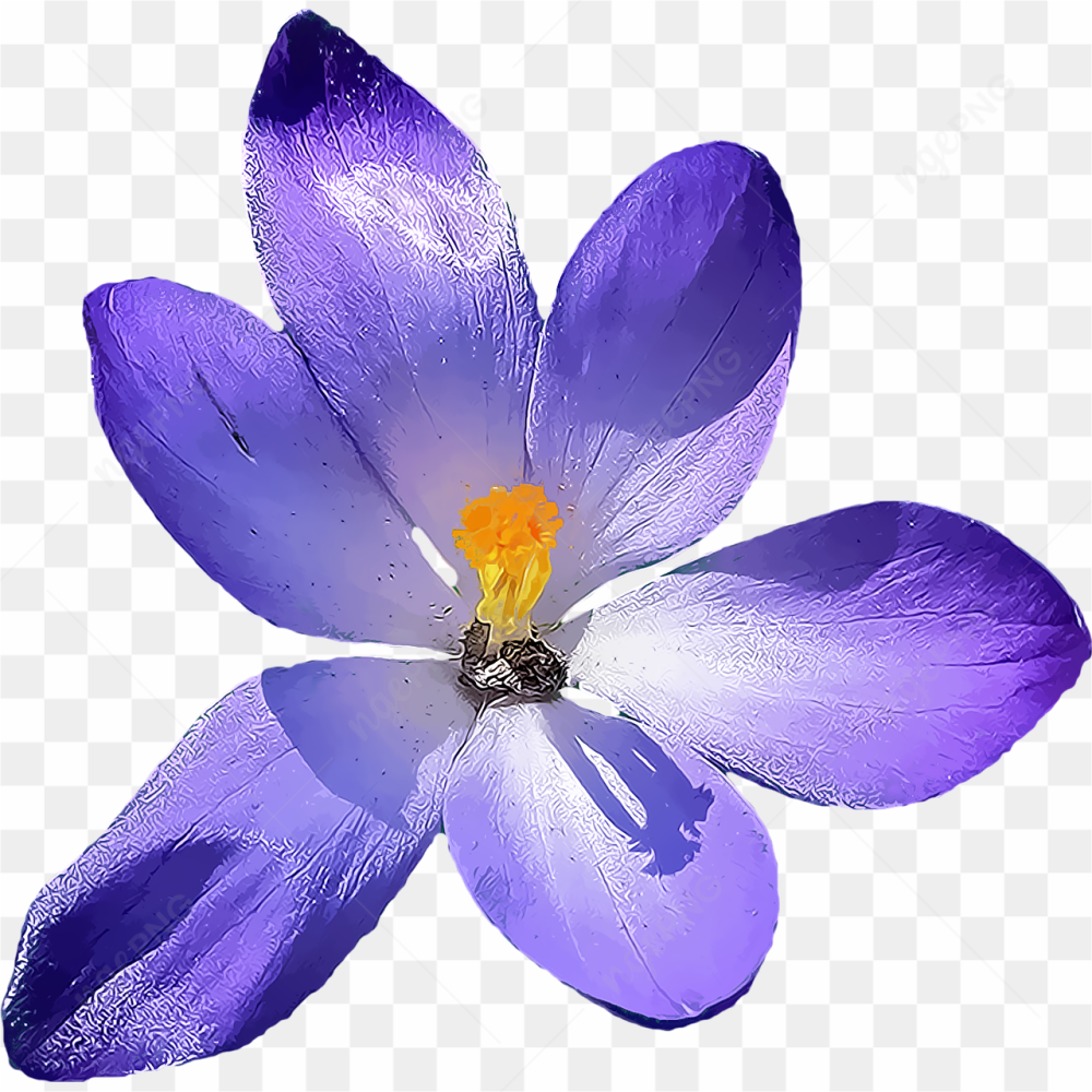 Purple flower petal 