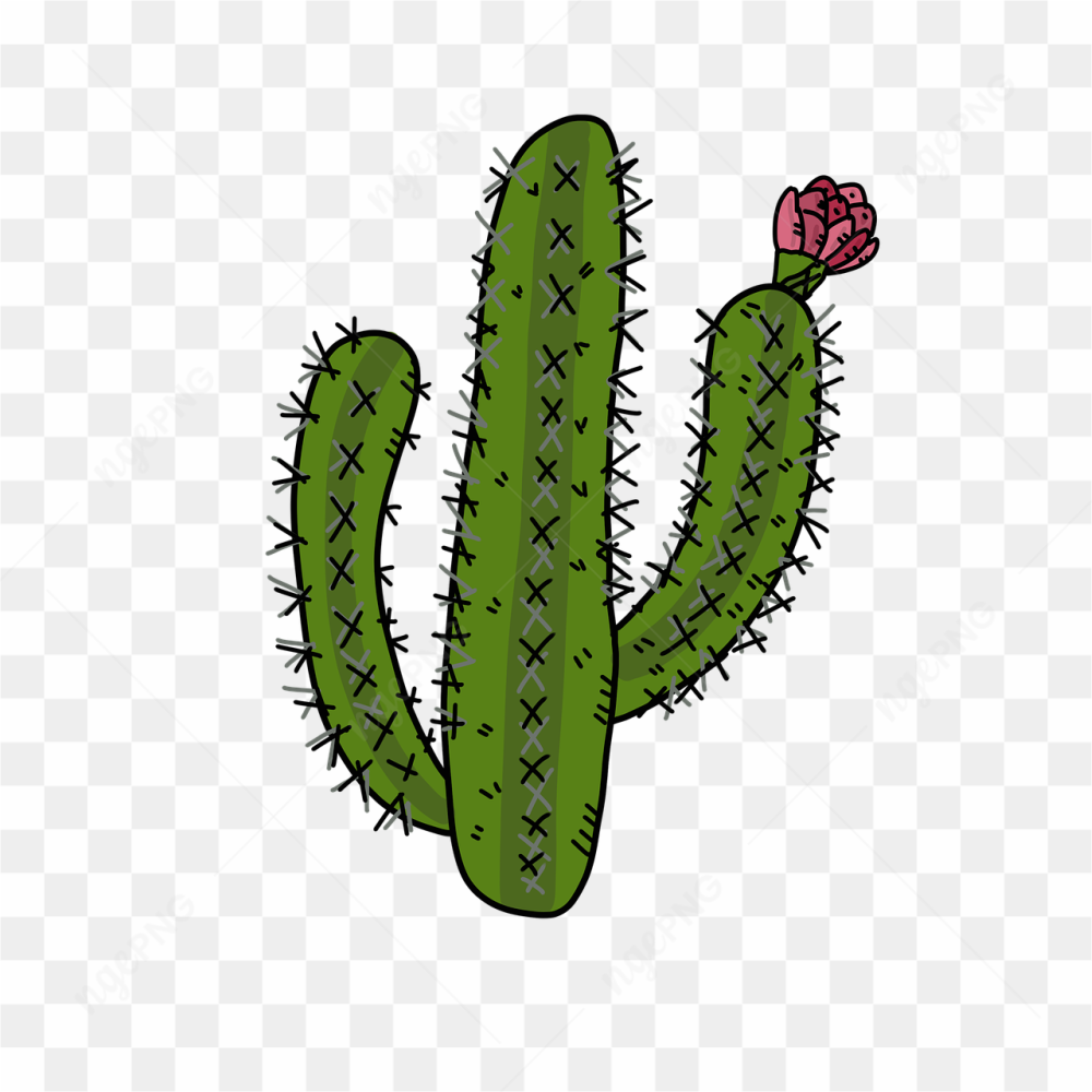 Cactus pic png