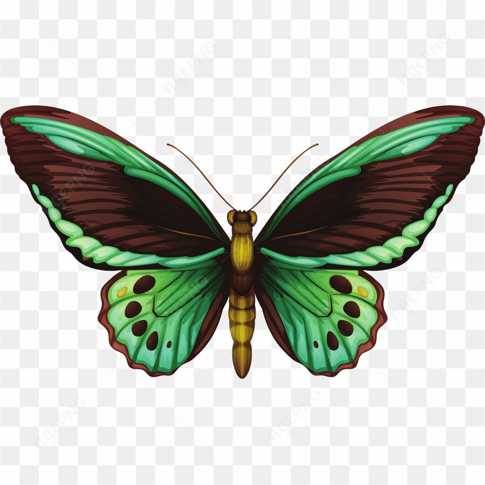 Green butterfly pic