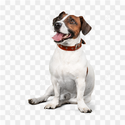 Dog animals pet