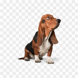 Dog animals pet