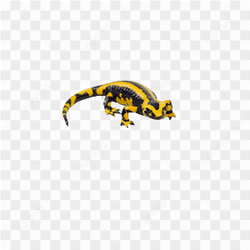 Animals nature lizard