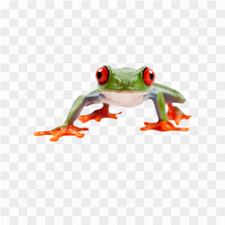 Animals nature frog