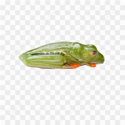 Animals nature frog