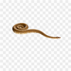 Animals nature snake