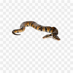 Animals nature snake