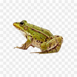 Animals nature toad