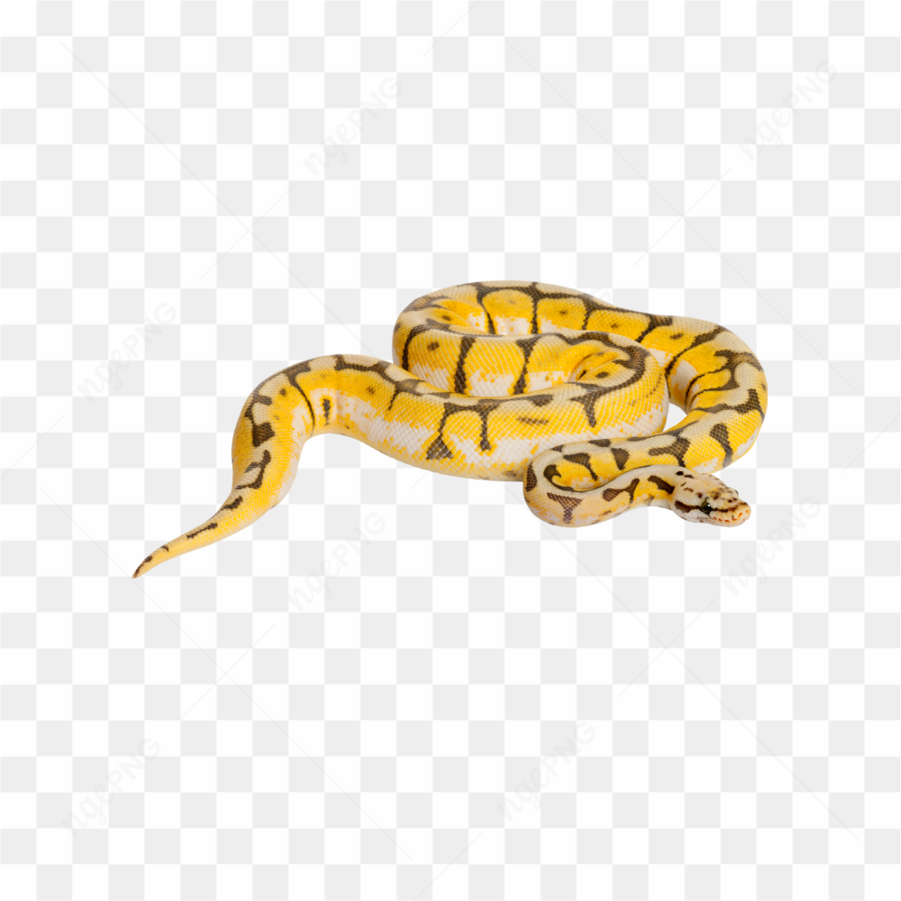 Animals nature snake
