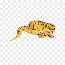 Animals nature snake