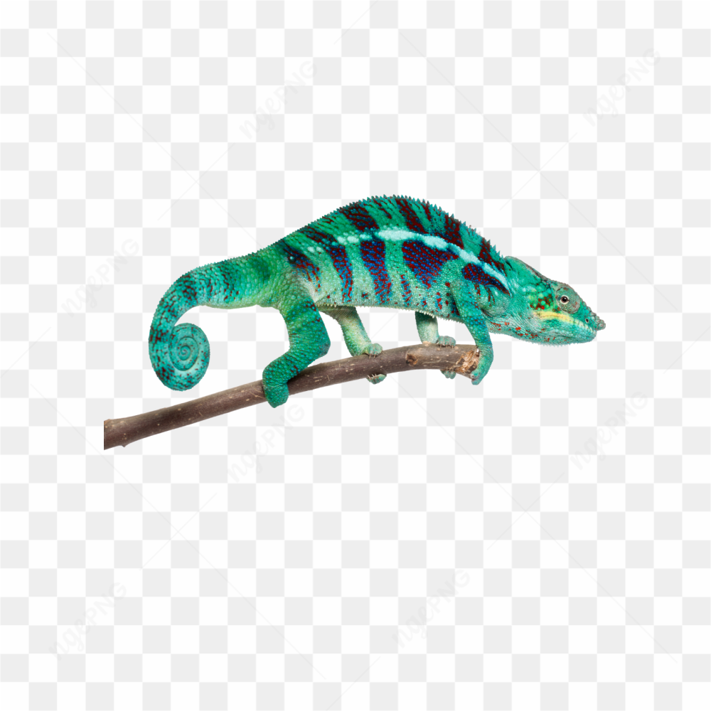 Animals nature chameleon