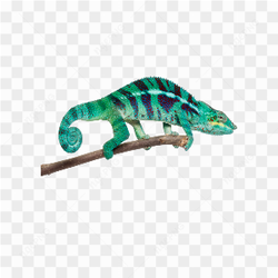 Animals nature chameleon