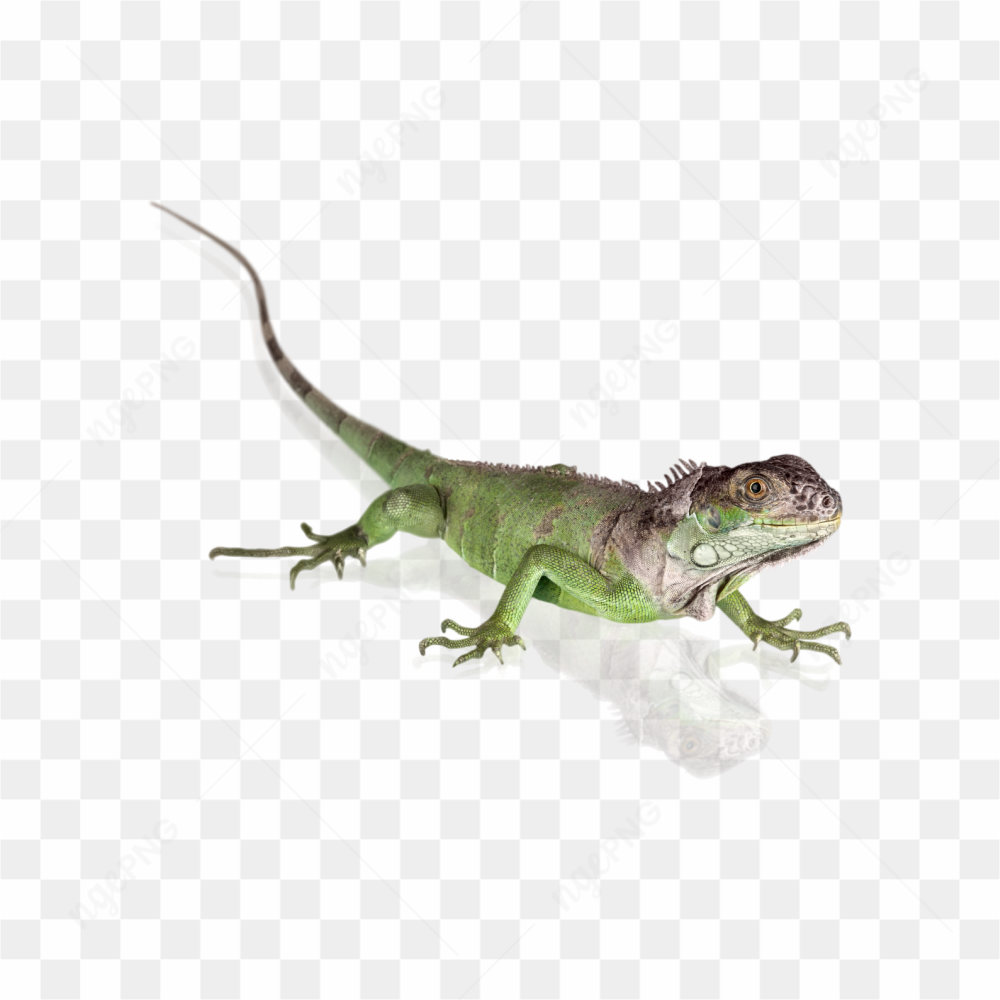 Animals nature iguana