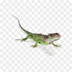 Animals nature iguana