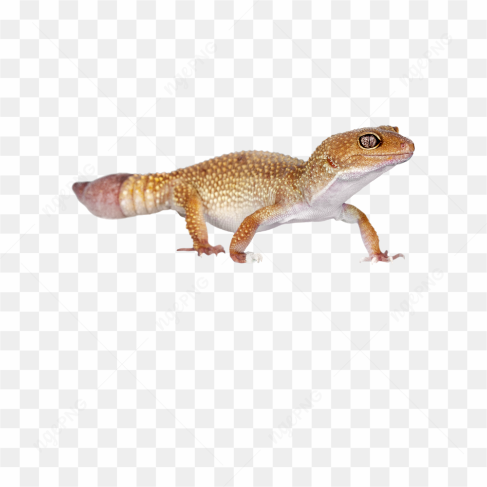Animals nature lizard