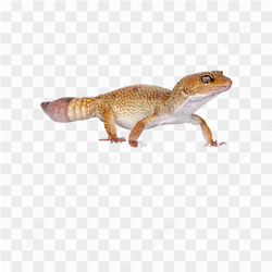 Animals nature lizard