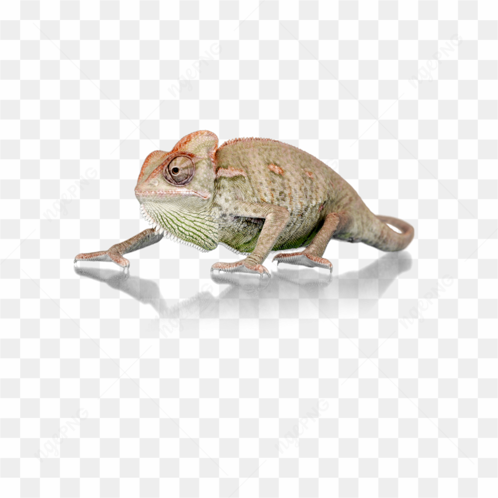 Animals nature iguana 