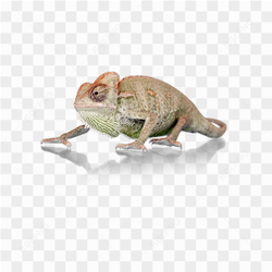 Animals nature iguana 