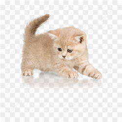 Cat animals nature 