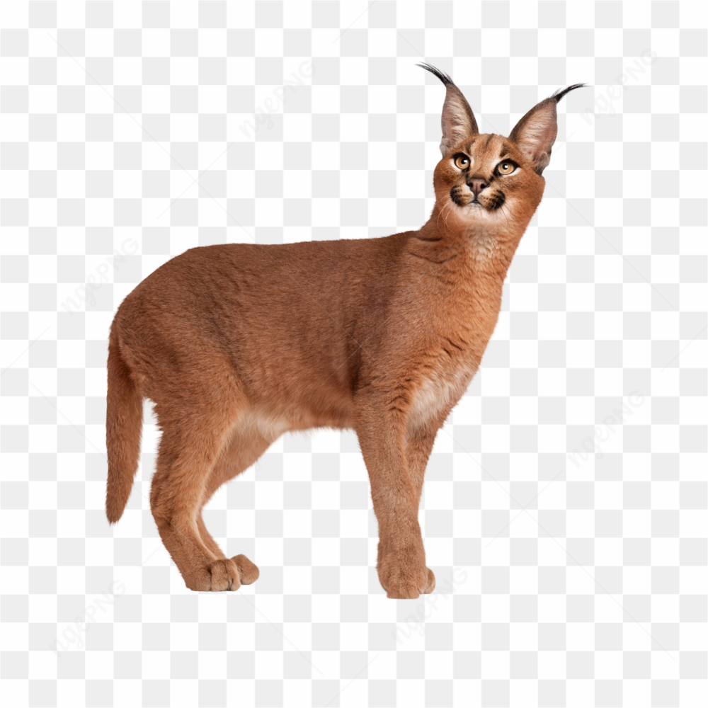 Animals nature cat