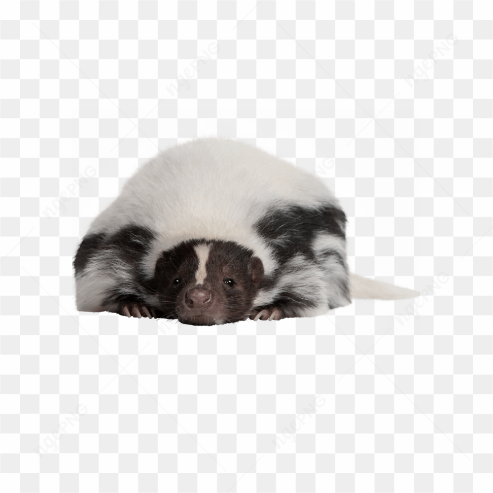 Animals nature skunk