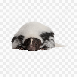 Animals nature skunk