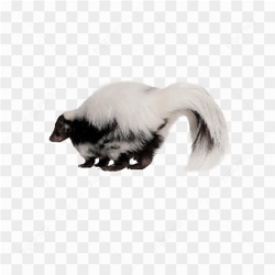 Animals nature skunk