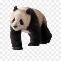 Bear animals nature 