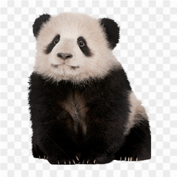 Bear animals nature 
