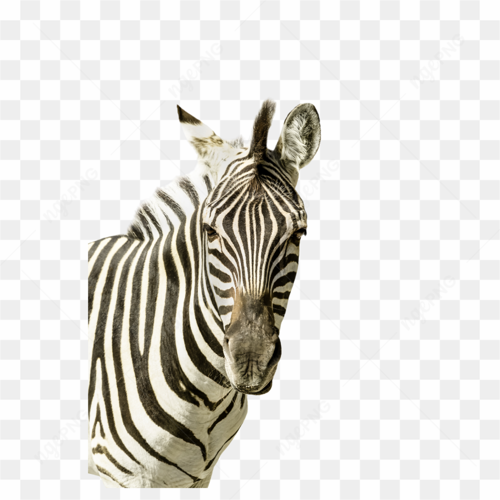 Zebra animals nature 