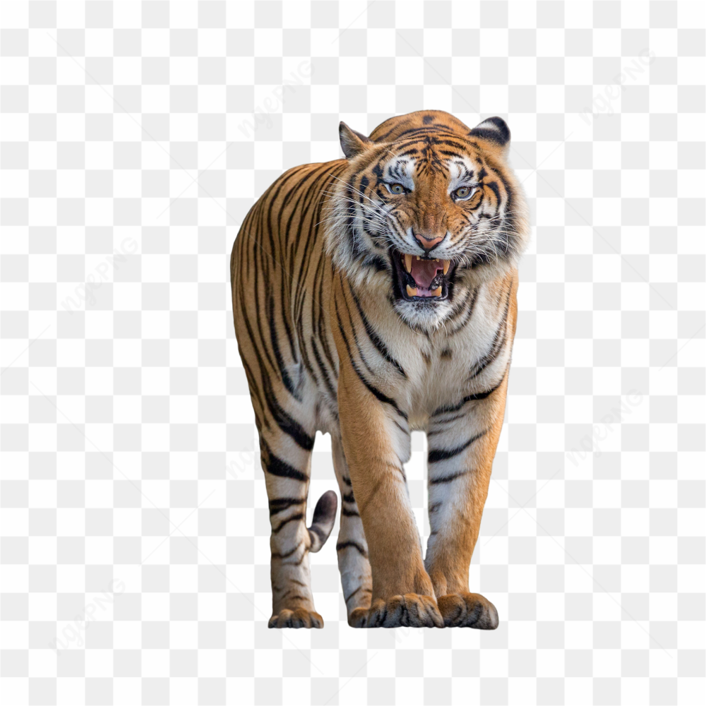 Tiger animals nature 
