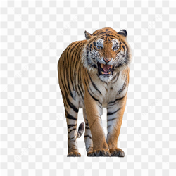 Tiger animals nature 