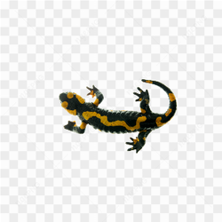 Lizard animals nature 