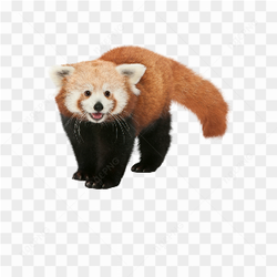 Fox animals nature 