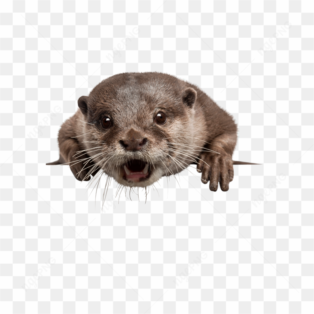 Otter animals nature 
