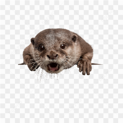 Otter animals nature 