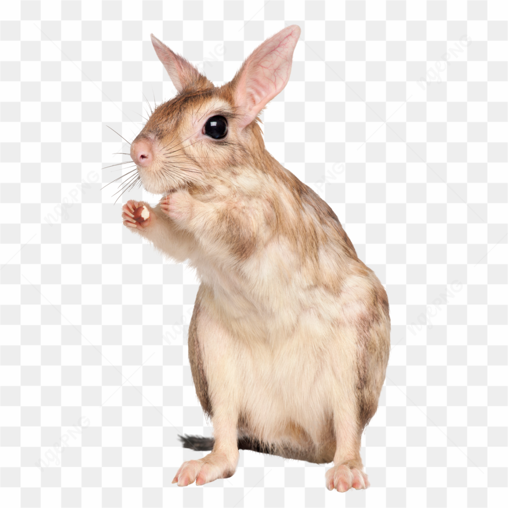 Rabbit animals nature 