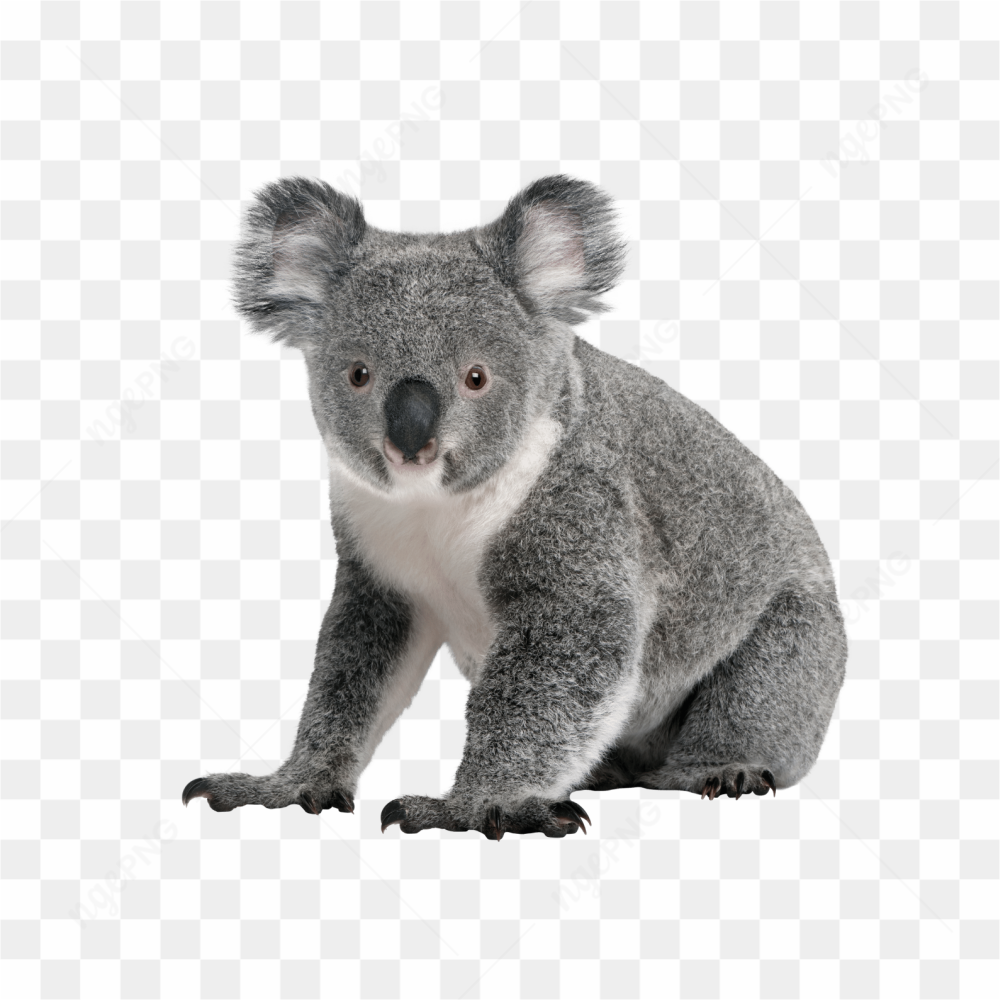 Koala animals nature 
