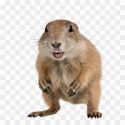 Squirrel animals nature 