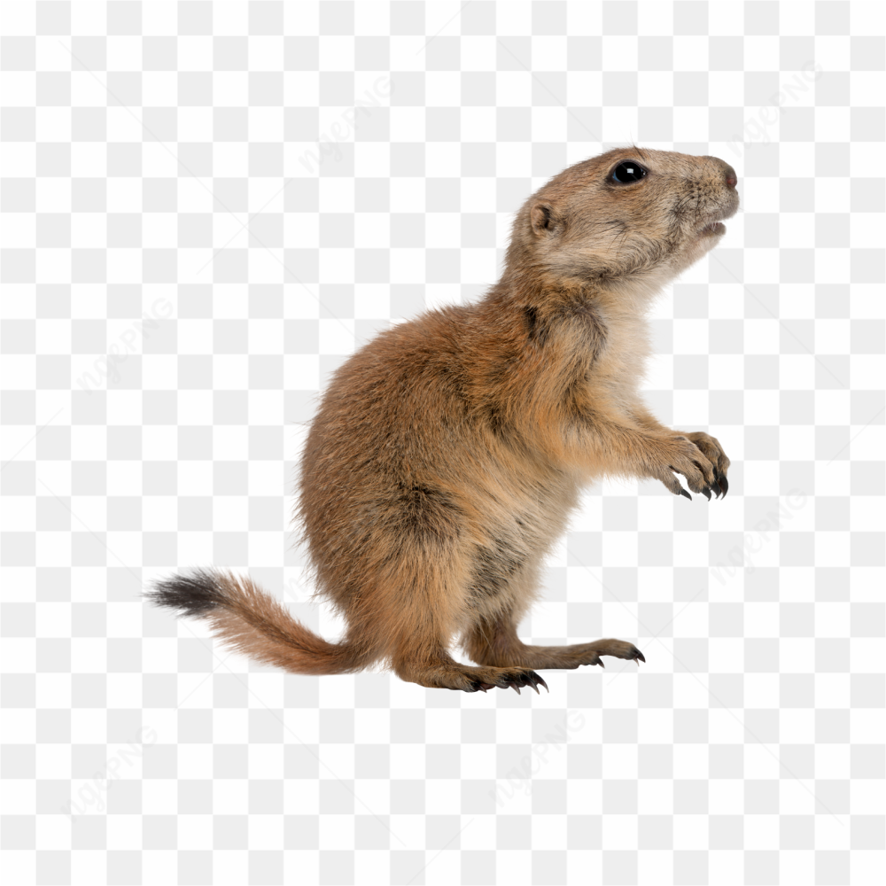 Squirrel animals nature 