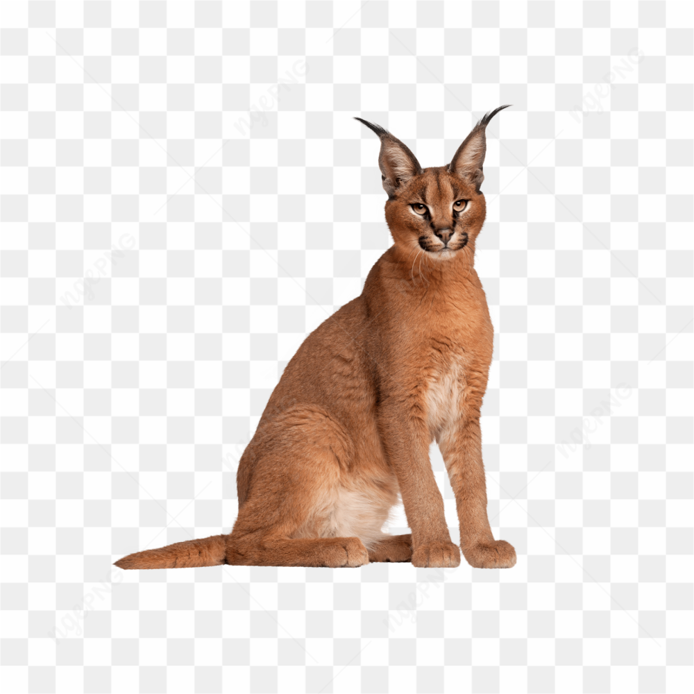 Cat animals nature 