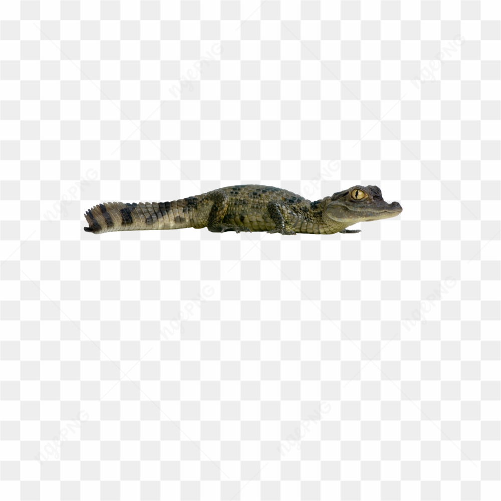Alligator animals nature 