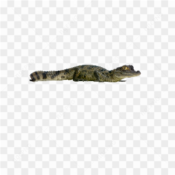 Alligator animals nature 