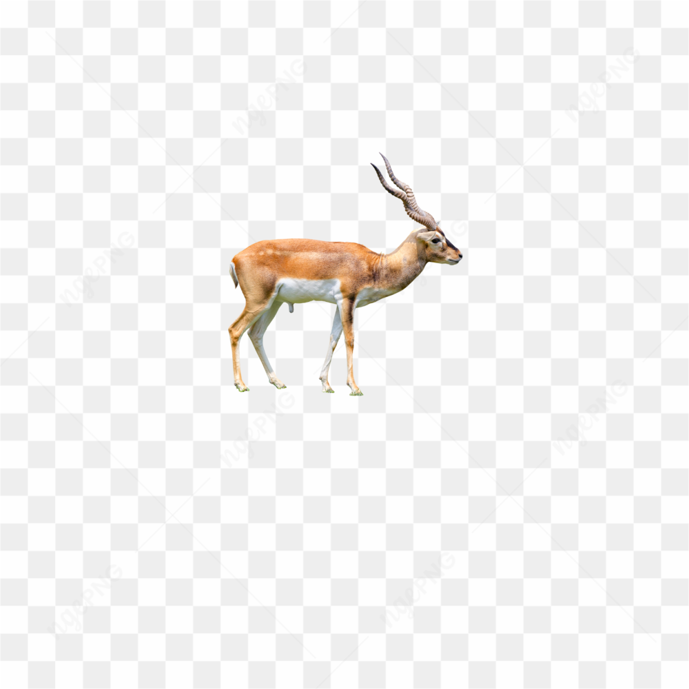 Deer animals nature 